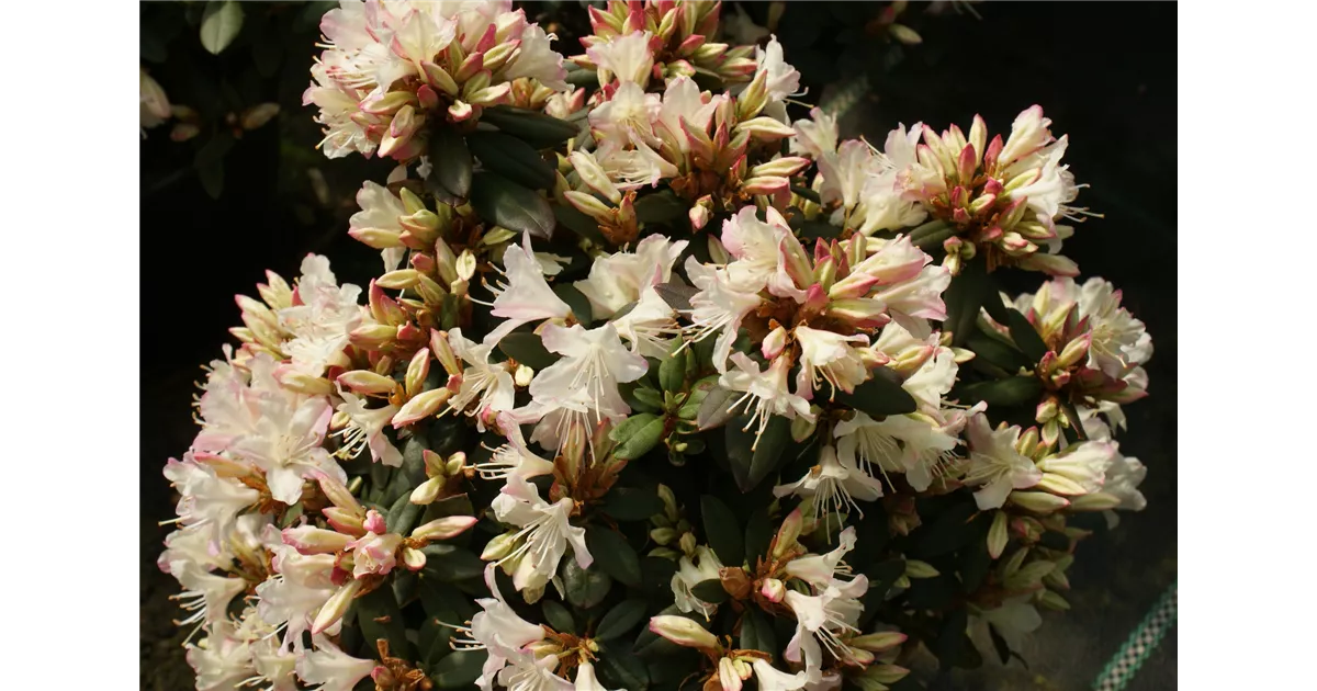 Rhododendron keiskei 'Ginny Gee' - Baumschule Bhlje