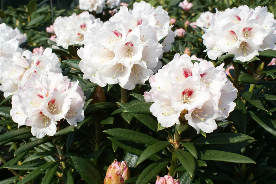 Rhododendron roxieanum 'Blewbury' II