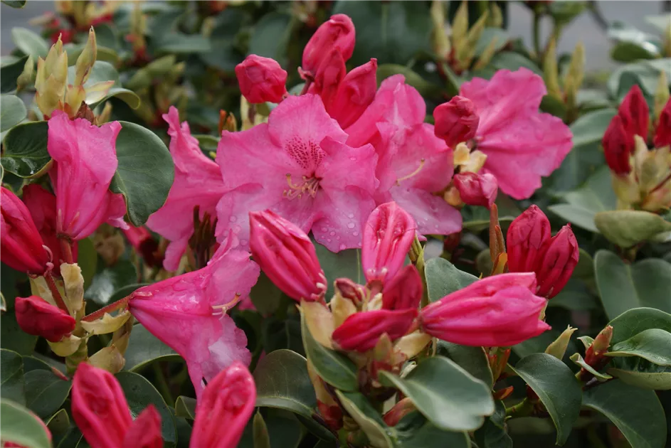 Rhododendron williams.'Gartendir. Glocker' I