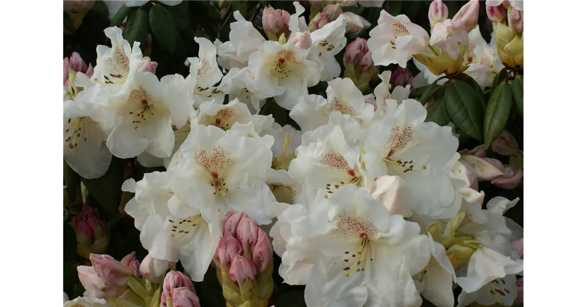 Rhododendron williams.'Gartendir. Rieger' I, Williams.-Rhododendron  'Gartendir.Rieger' - Baumschule Bhlje