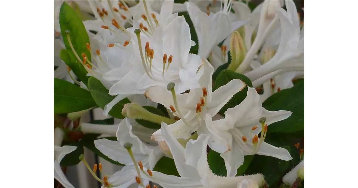rhododendron x catawbiense Rhododendron