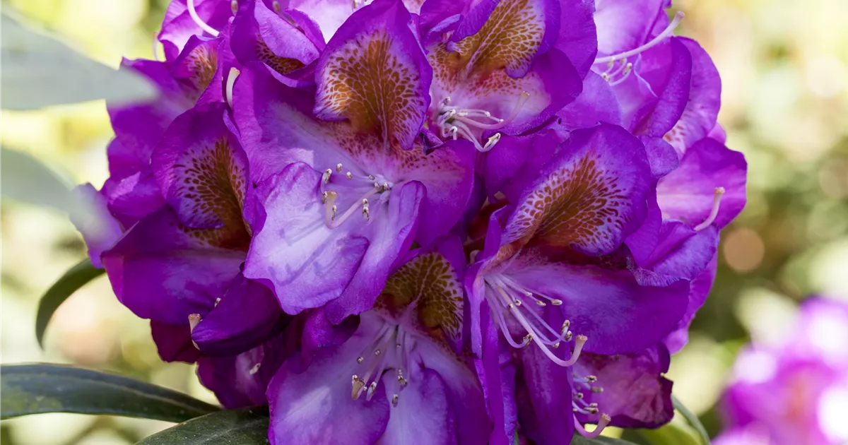 Rhododendron Hybr.'Bluebell' III, Rhododendron-Hybride 'Bluebell' -  Baumschule Bhlje