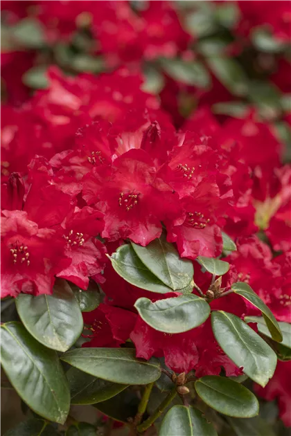Rhododendron williams.'Tromba' I, Williams.-Rhododendron 'Tromba' -  Baumschule Bhlje