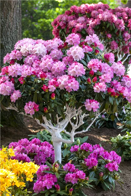 Rhododendron yak.'Arabella' I, Yaku-Rhododendron 'Arabella' - Baumschule  Bhlje