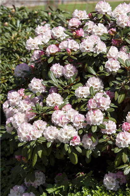 Rhododendron yak.'Neat-O'