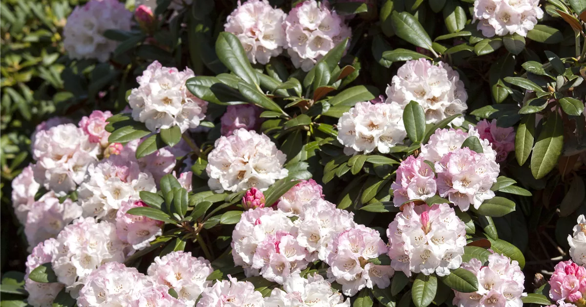 Rhododendron yak.'Neat-O', Yakushimanum-Rhododendron - Baumschule Bhlje