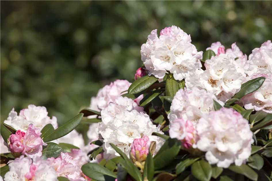 Rhododendron yak.'Neat-O'
