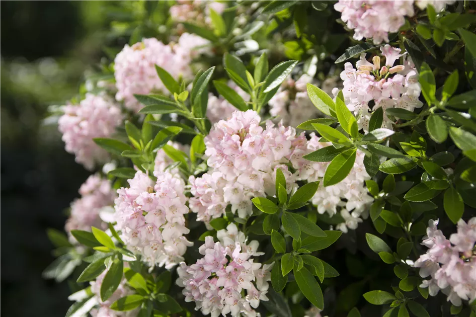 Rhododendron micranthum 'Nugget', Rhododendron 'Nugget' (by Bloombux) -  Baumschule Bhlje