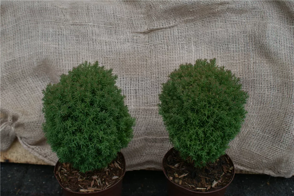 Thuja occidentalis 'Teddy', Lebensbaum 'Teddy' - Baumschule Bhlje