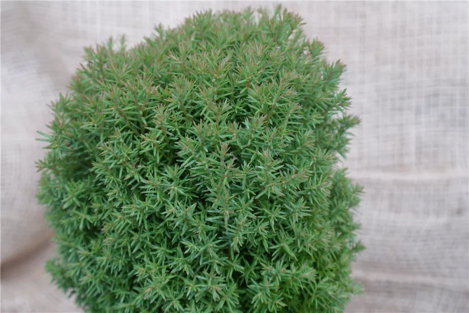 Thuja occidentalis 'Teddy'