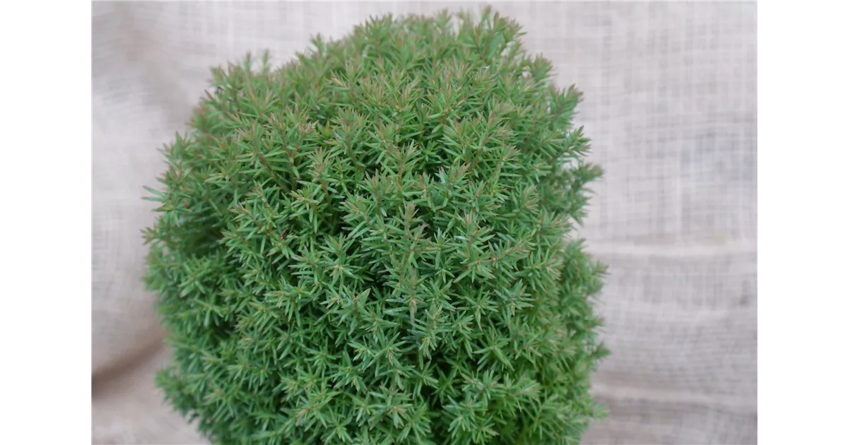 Thuja occidentalis 'Teddy', Lebensbaum 'Teddy' - Baumschule Bhlje