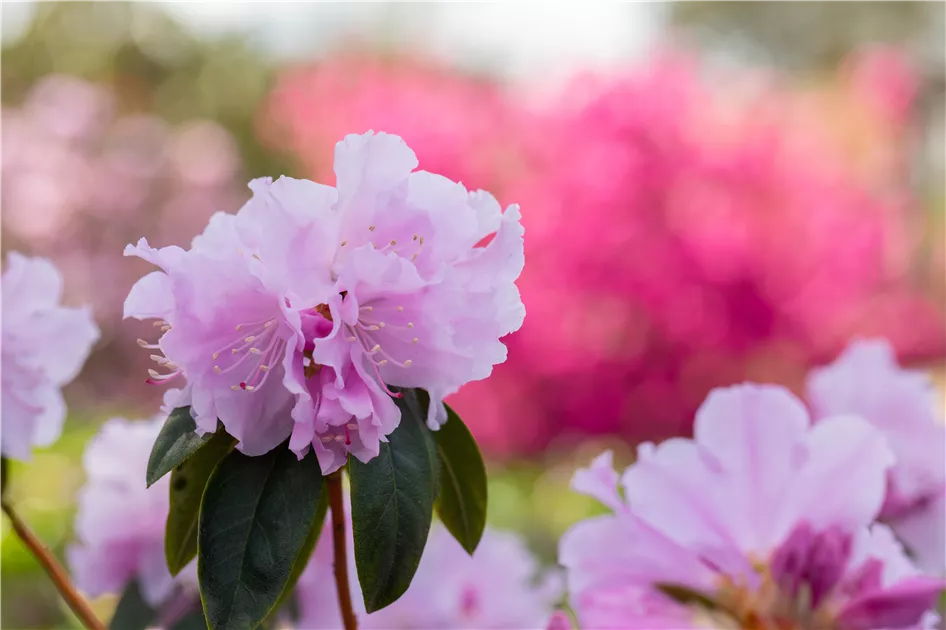 Rhododendron 'Perla Rosa' - Baumschule Bhlje