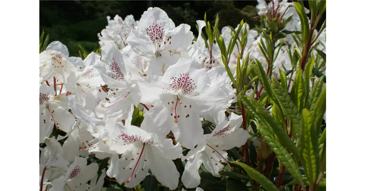 Rhododendron annae, Rhododendron - Baumschule Bhlje