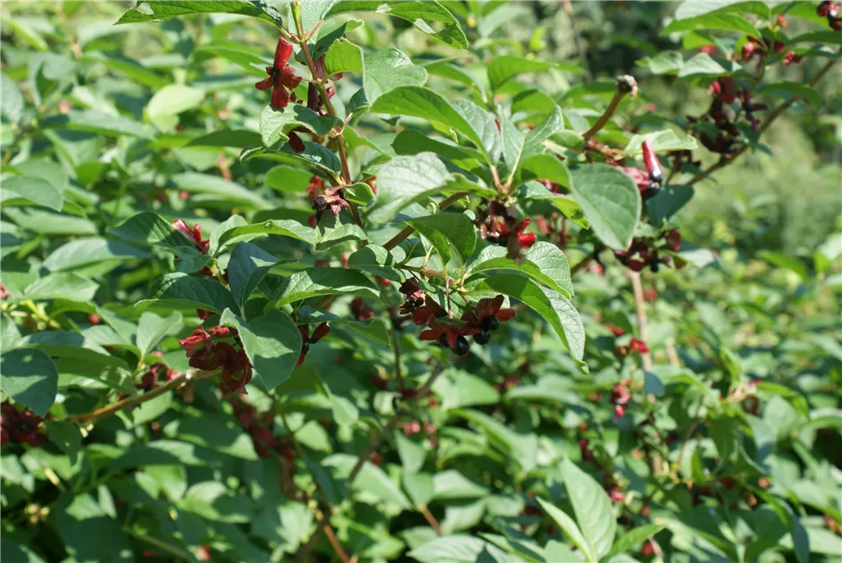 Lonicera involucrata ledebourii, Kalif.Heckenkirsche - Baumschule Bhlje