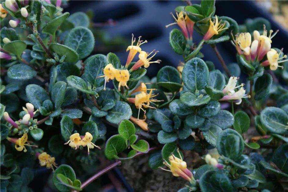 Lonicera crassifolia - Baumschule Bhlje
