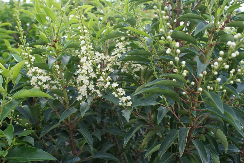 Prunus lusitanica 'Angustifolia', Portug.Lorbeerkirsche 'Angustifolia'  Premiumgehl - Baumschule Bhlje