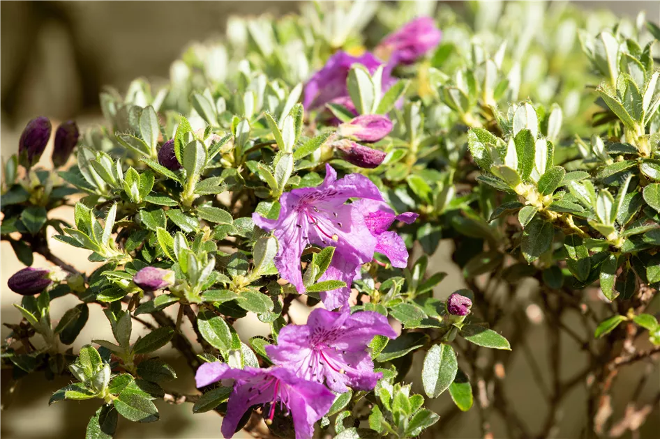 Rhododendron radistrotum 'Select', Rhododendron 'Radistrotum Select' -  Baumschule Bhlje