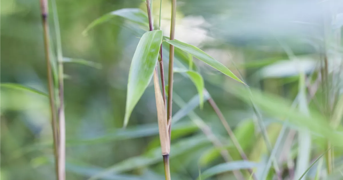 Fargesia murieliae, Muriels Schirmbambus - Baumschule Bhlje