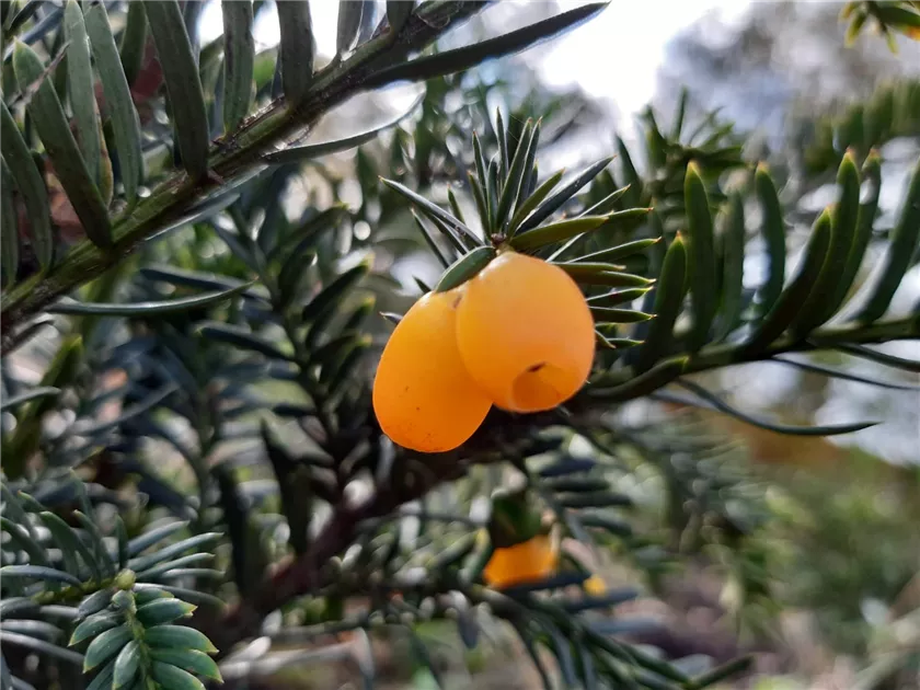 Taxus baccata 'Lutea'
