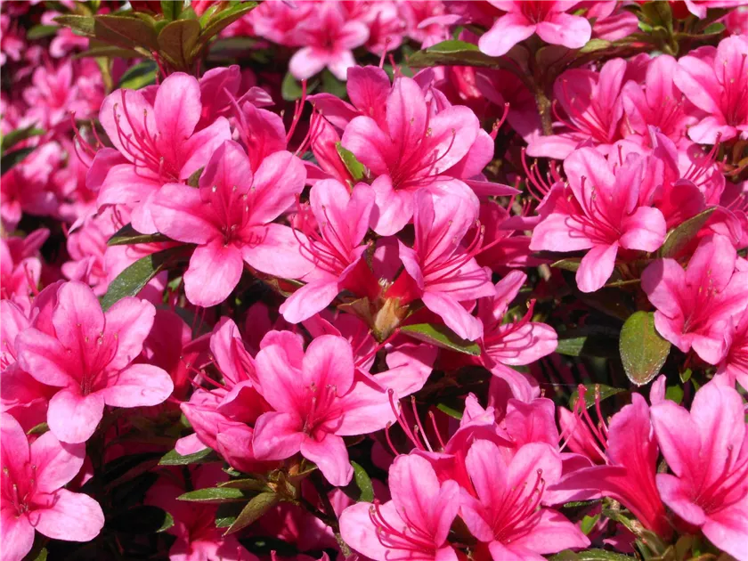 Rhododendron obt.'Silvester' II, Japanische Azalee 'Silvester' - Baumschule  Bhlje