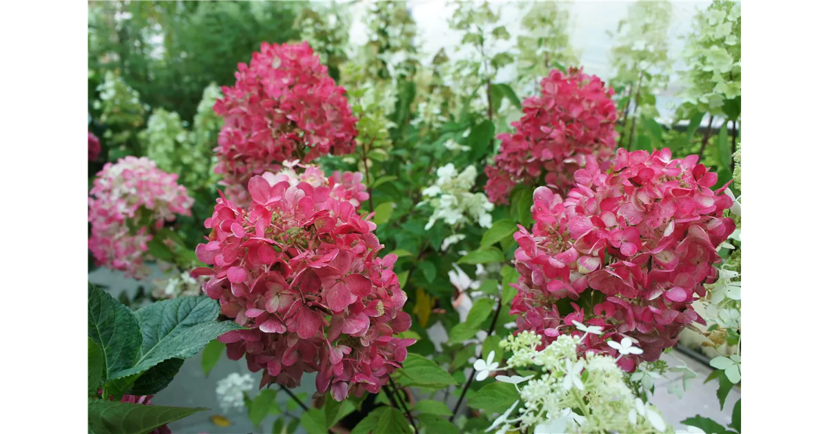 Hydrangea panic. Diamant Rouge R Rispenhortensie Diamant Rouge R Baumschule Bohlje