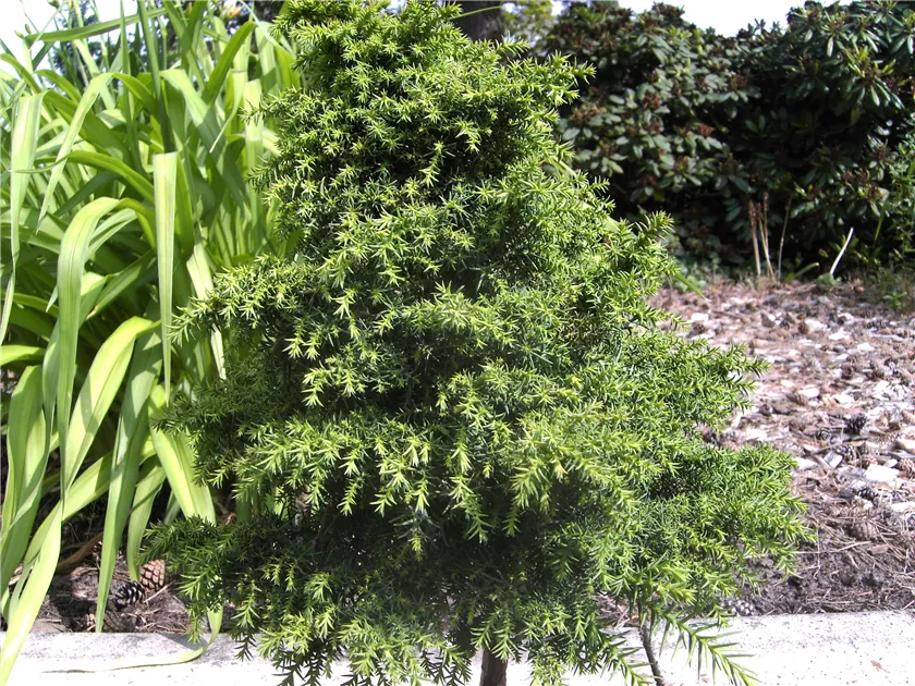 Cryptomeria japonica 'Yokohama', Sicheltanne 'Yokohama' - Baumschule Bhlje