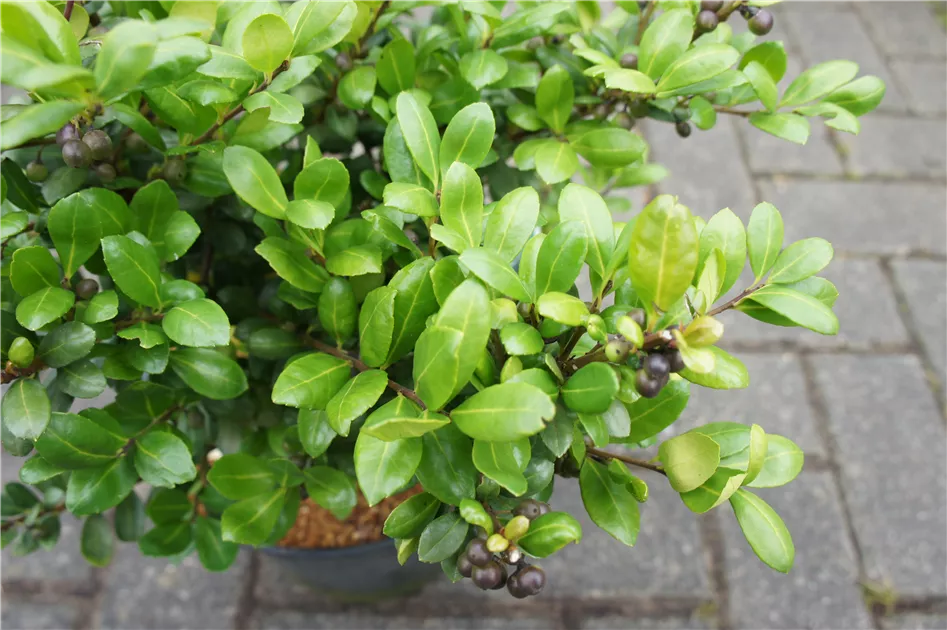 Ilex crenata 'Hetzii', Strauchiger Berg-Ilex - Baumschule Bhlje