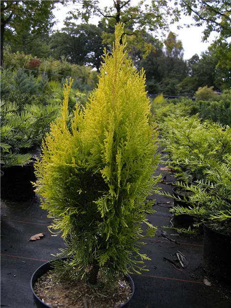 Thuja orientalis 'Pyramidalis Aurea', Gelber Orient.Pyramiden-Lebensbaum -  Baumschule Bhlje