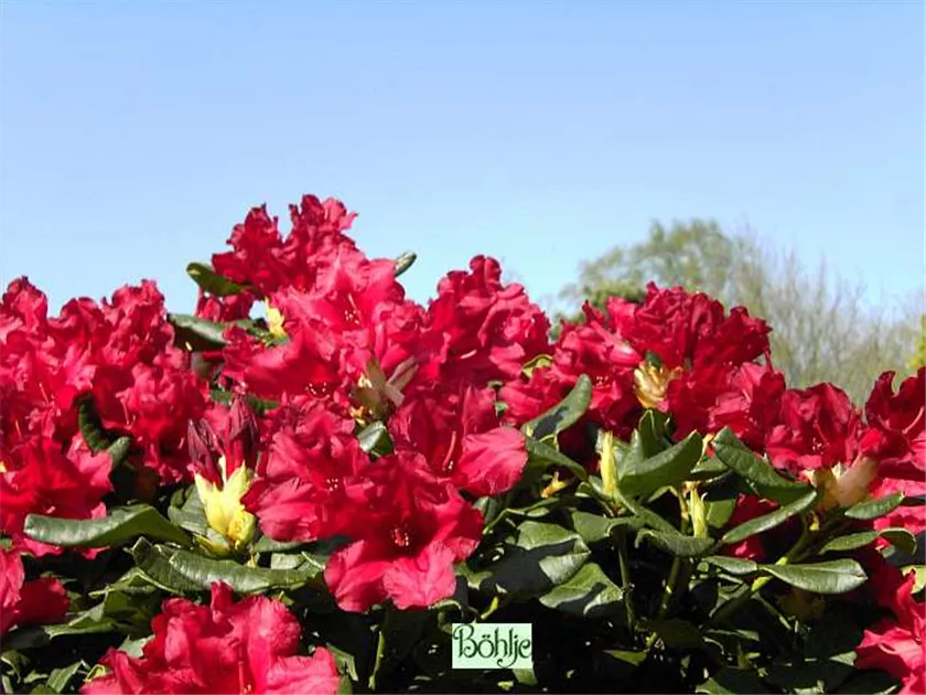 Rhododendron repens 'Baden-Baden' I
