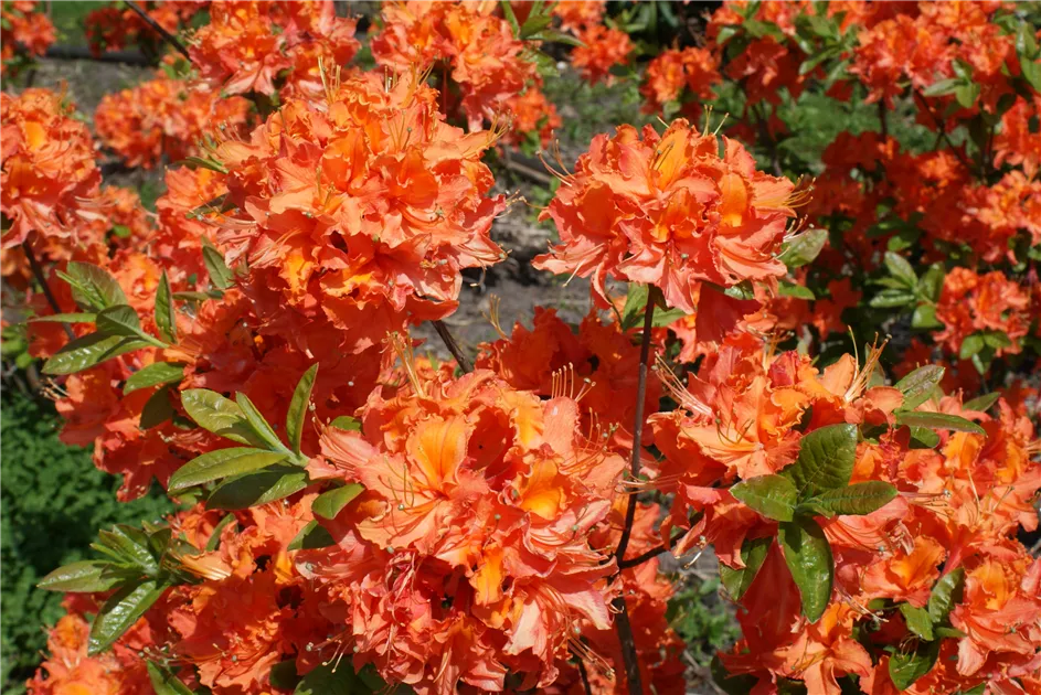 Rhododendron prinoph.'Mandarin Lights' III, Rhododendron prinoph.'Mandarin  Lights' - Baumschule Bhlje