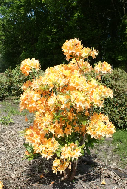 Rhododendron prinoph.'Golden Lights' III