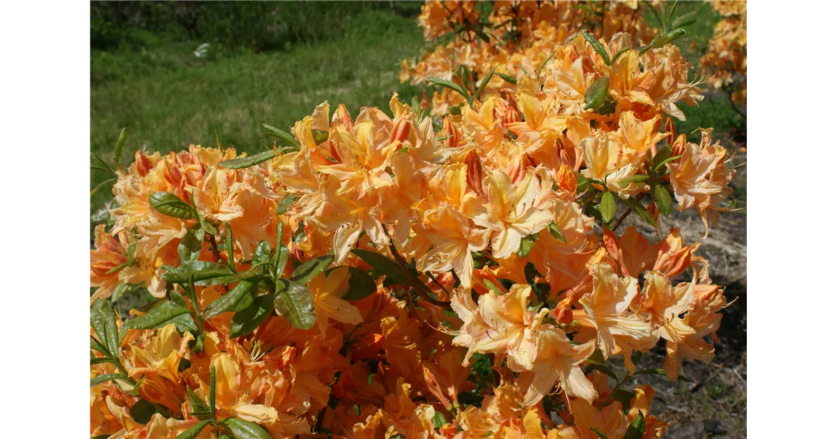 Rhododendron prinoph.'Golden Lights' III, Rhododendron prinoph.'Golden  Lights' - Baumschule Bhlje