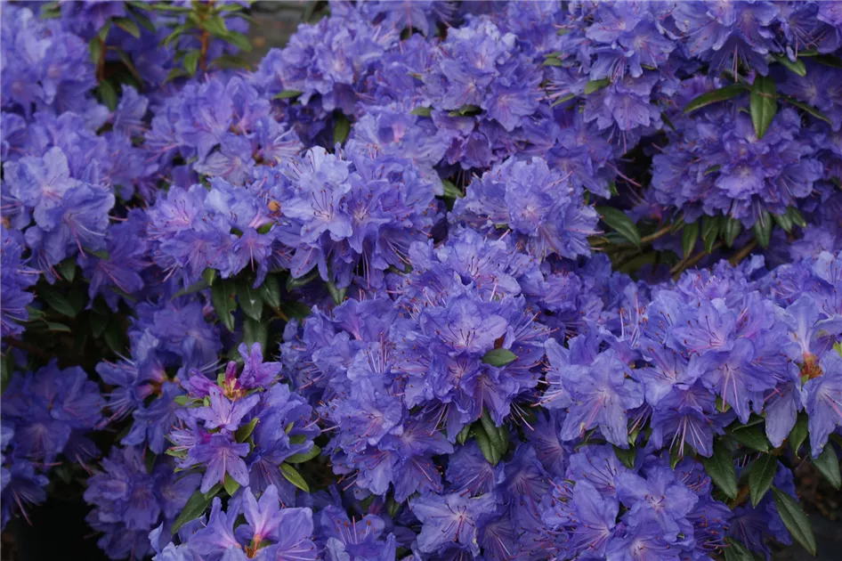 weißer rhododendron kaufen Rhododendron 'Hydon Velvet' Weiß-Rosa kaufen