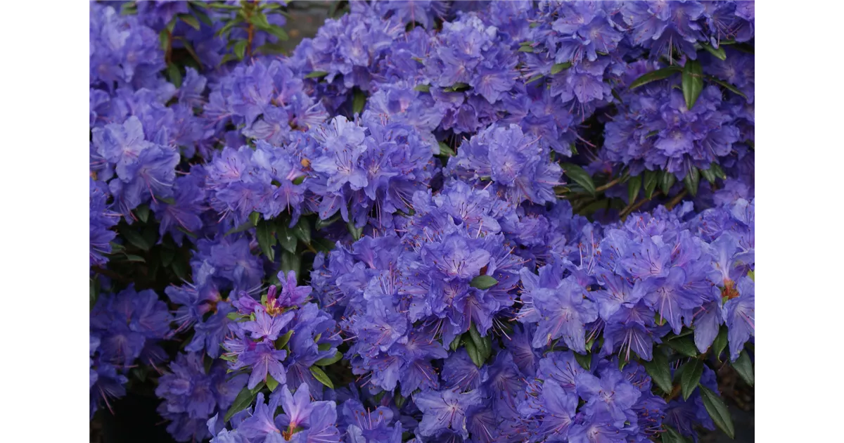 Rhododendron impeditum 'Luisella' I, Kleinblttr.Rhododendron 'Luisella' -  Baumschule Bhlje