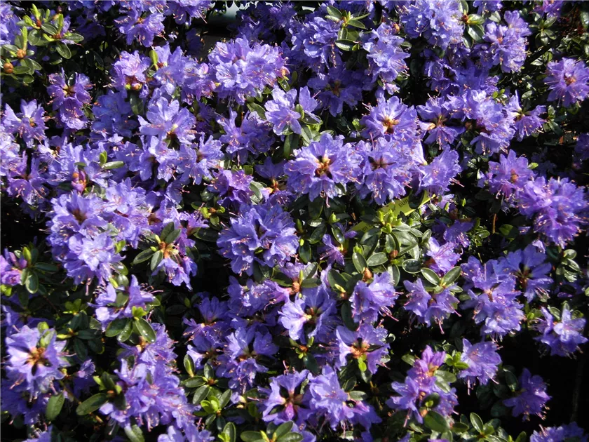 Rhododendron impeditum 'Blue Wonder' II