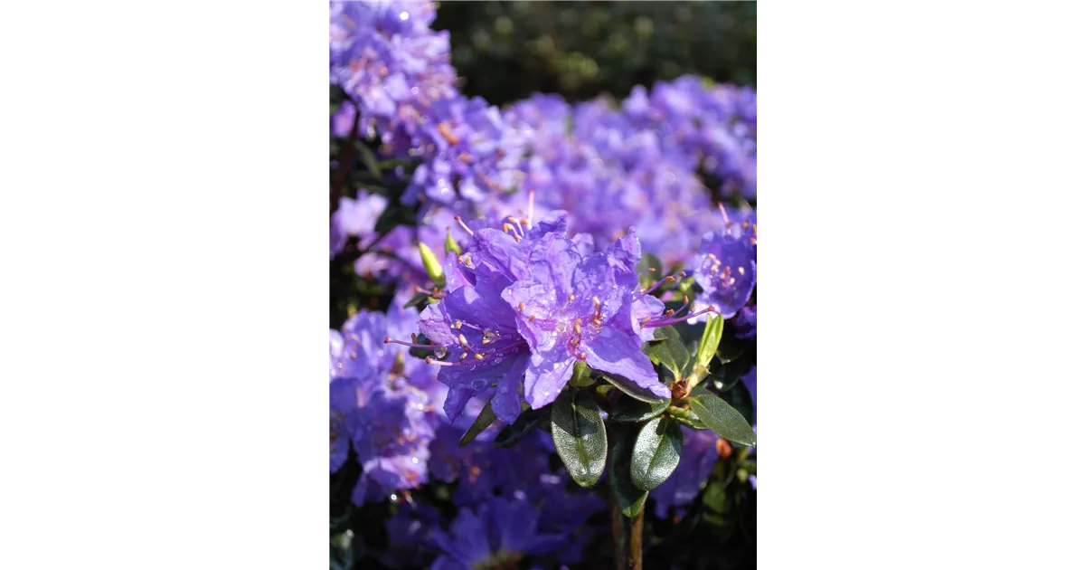 rhododendron tropfen Wildcrafted Rhododendron Essential Oil - Aromatics International