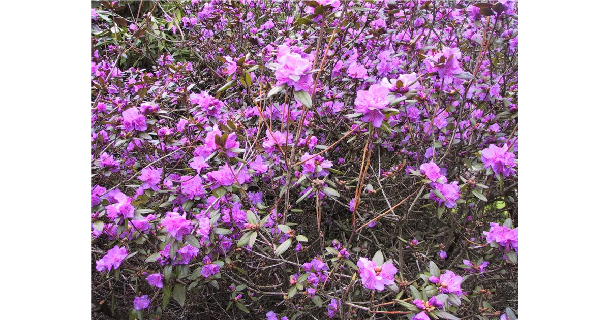 Rhododendron dauricum sempervirens - Baumschule Bhlje