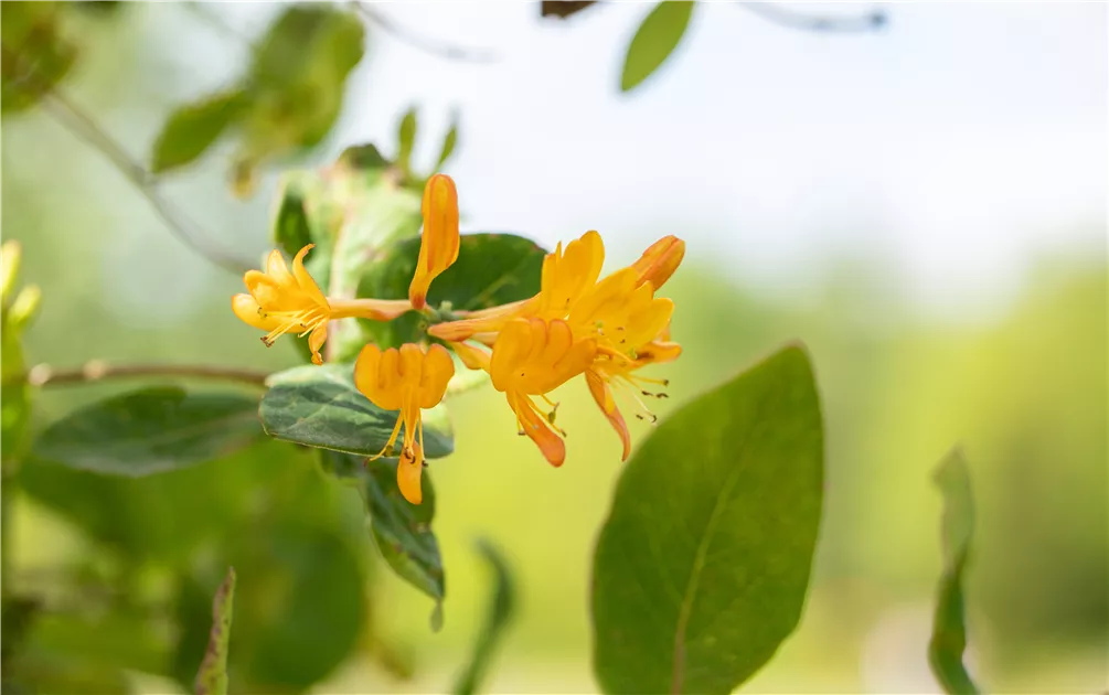 Lonicera tellmanniana, Gold-Geischlinge - Baumschule Bhlje