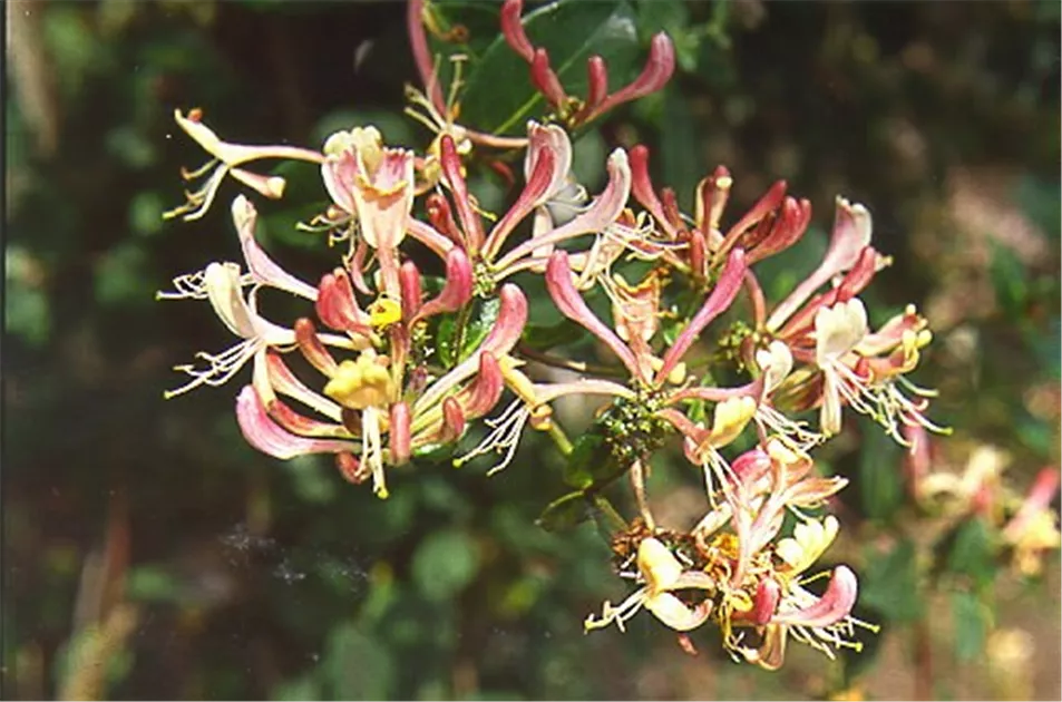 Lonicera periclymenum
