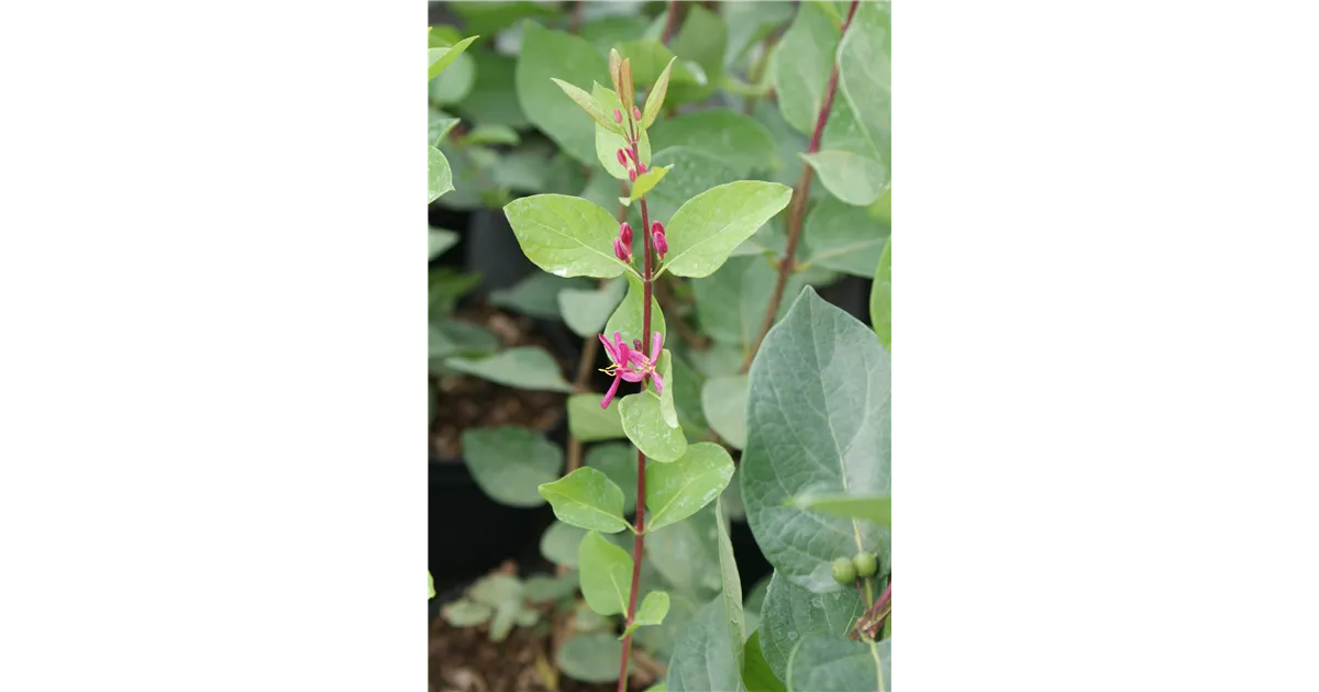 Lonicera tatarica 'Hack's Red', Tatar.Heckenkirsche 'Hack's Red' -  Baumschule Bhlje