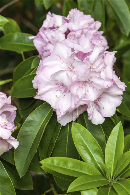 rhododendron kopen English Roseum Rhododendron | 2XL SHRUB | 30-36 in. wide, 24-30 in. tall | Ships in main image 1