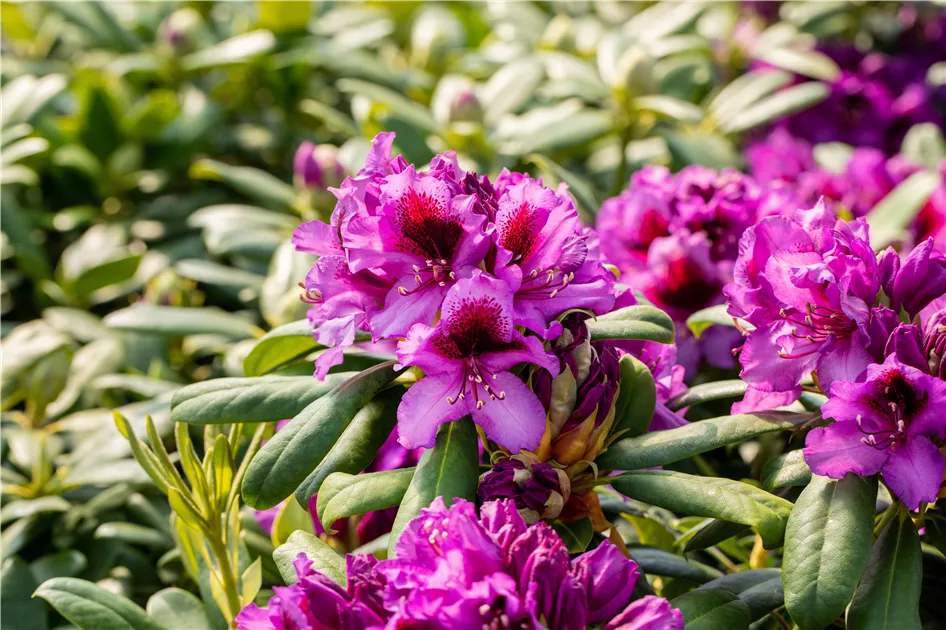 Rhododendron Hybr.'Blaue Jungs'