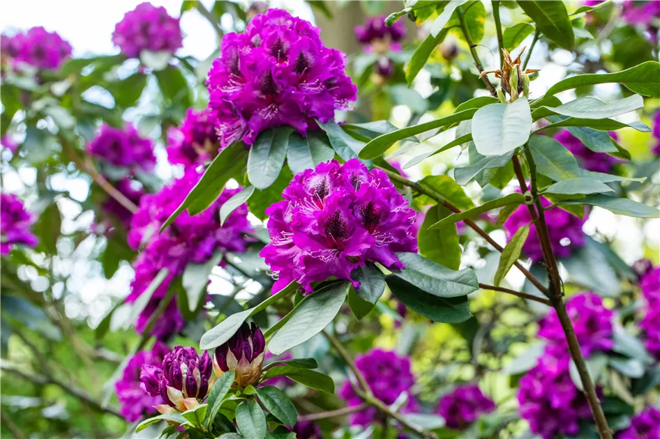 Rhododendron Hybr.'Blaue Jungs'