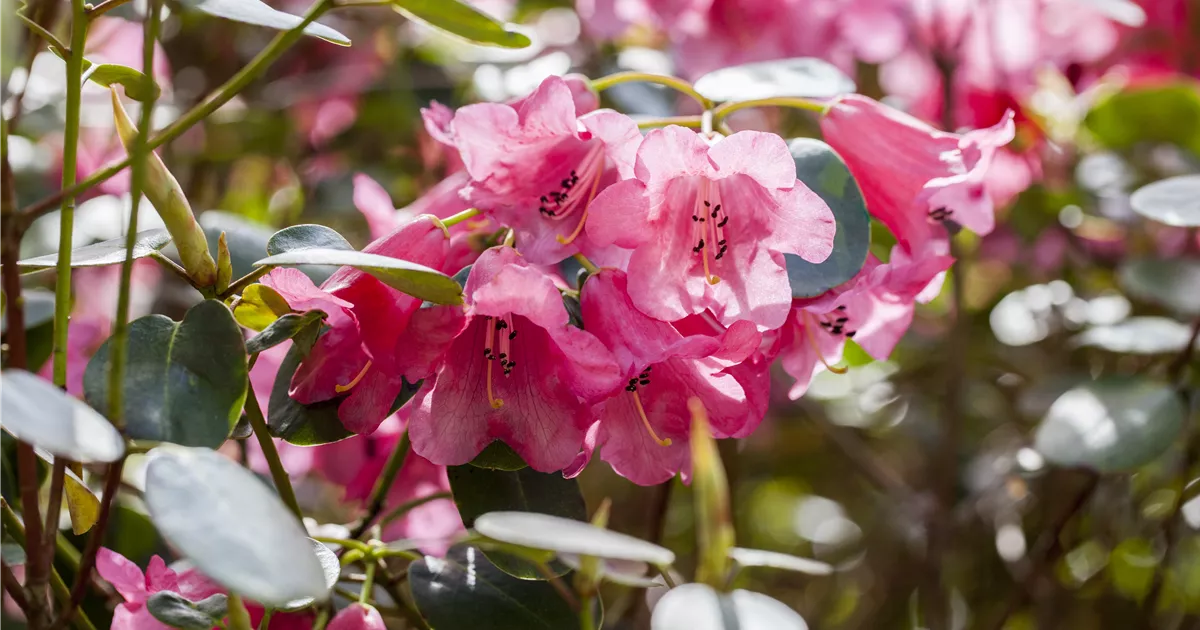 Rhododendron callimorphum II, Rhododendron callimorphum - Baumschule Bhlje