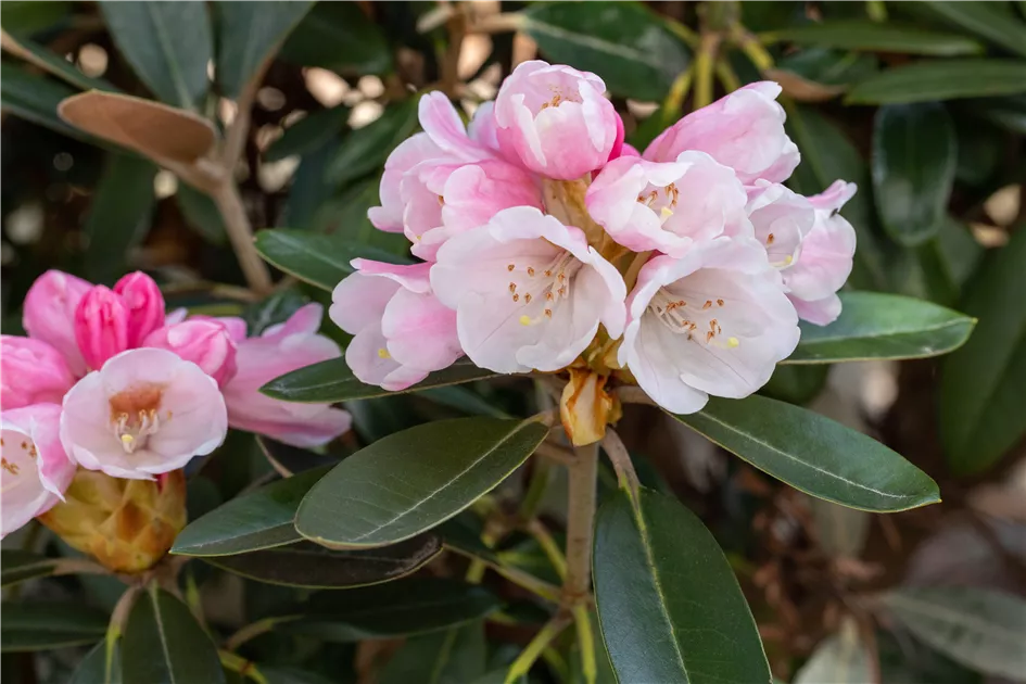 Rhododendron pachysanthum 'Silver Dane', Rhododendron 'Silver Dane' -  Baumschule Bhlje