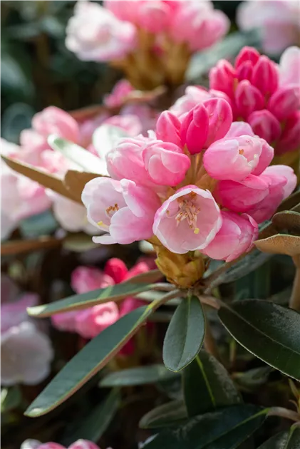 Rhododendron pachysanthum 'Silver Dane', Rhododendron 'Silver Dane' -  Baumschule Bhlje