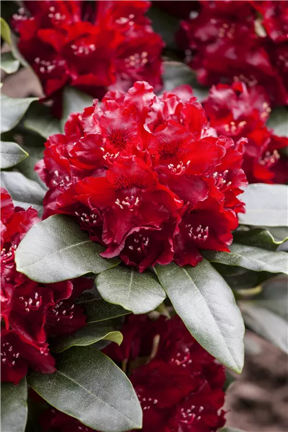 Rhododendron Hybr.'Cherry Kiss' -R- III