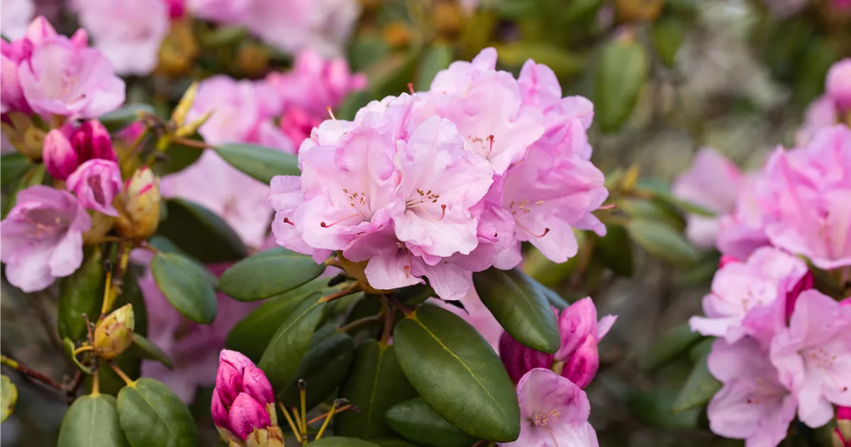Rhododendron williams.'Vater Bhlje' I, Williams.-Rhododendron 'Vater  Bhlje' - Baumschule Bhlje