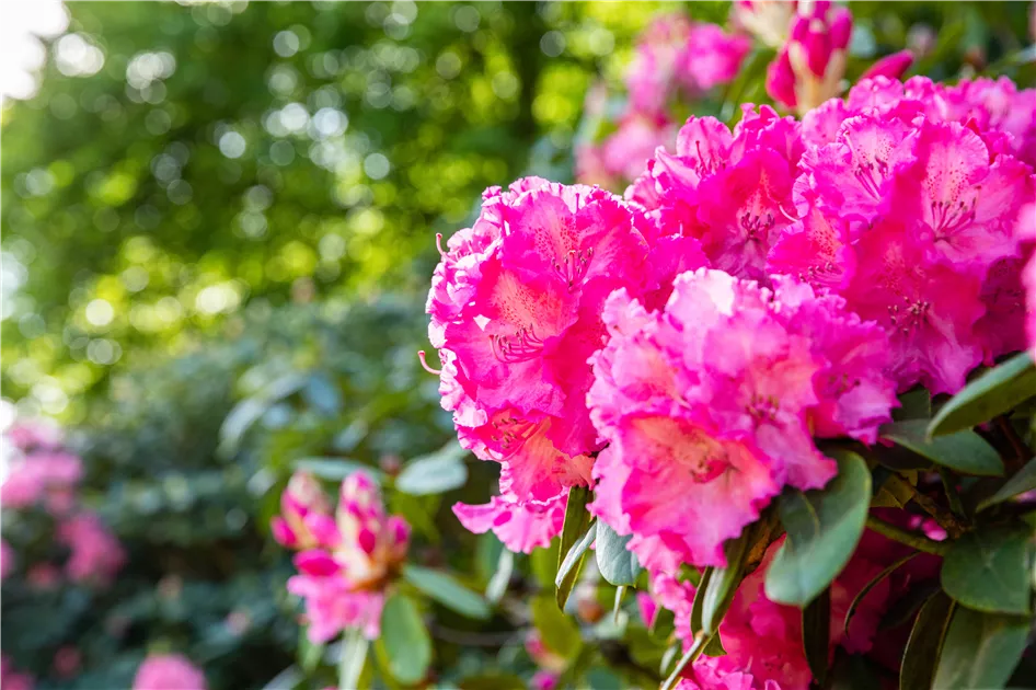 Rhododendron Hybr.'Haithabu' -R- IV