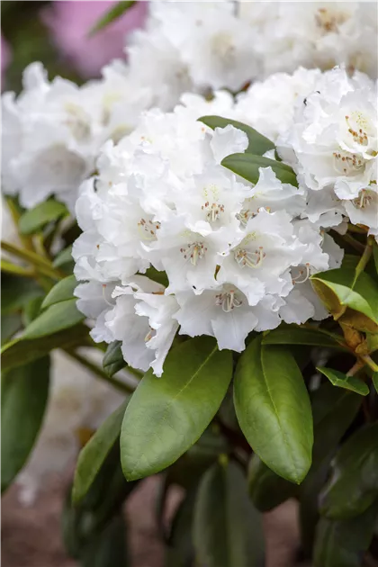 Rhododendron yak.'Falling Snow' I, Yaku-Rhododendron 'Falling Snow' -  Baumschule Bhlje